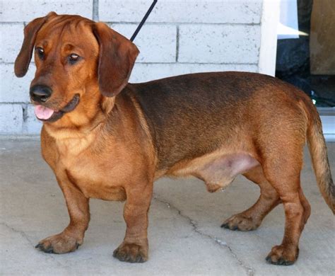 26 Best Basschshund Images On Pinterest Dachshunds