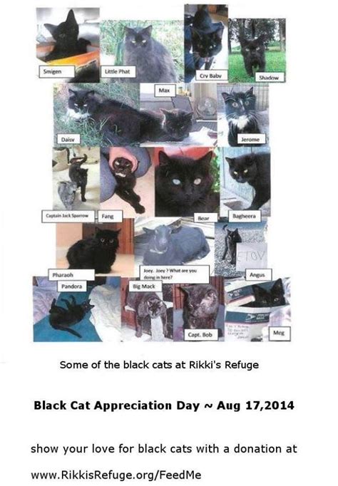 Black Cat Appreciation Day Rikkis Refuge Animal Sanctuary