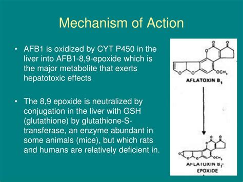 ppt aflatoxin b1 powerpoint presentation free download id 3851757