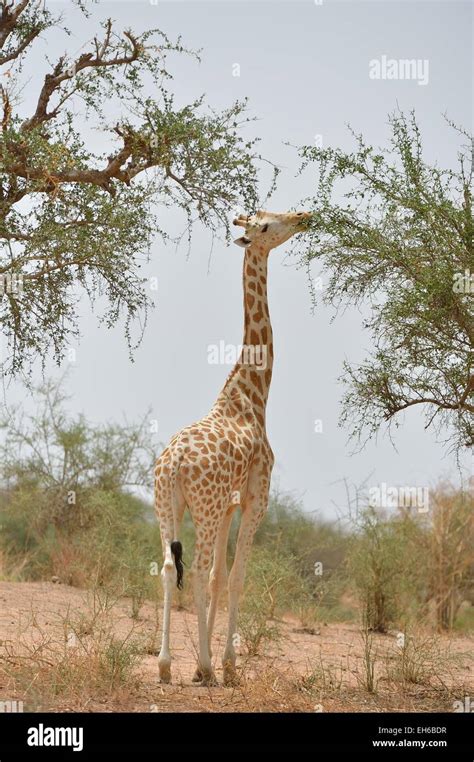 West African Giraffe Niger Giraffe Giraffa Camelopardalis Peralta