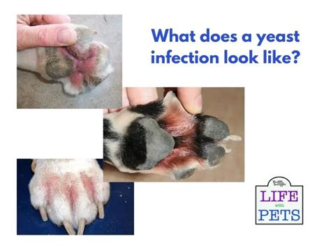The Best Way To Treat A Yeast Infection In A Dogs Paw Vet Advice