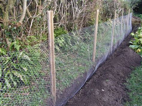 Chicken Wire Trellis A Cheap And Effective Trellis System