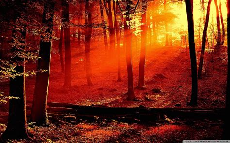 Sunny Forest Hd Wallpaper