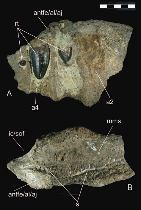 Specimen Msnm V5770 In Lateral A And Dorsal B Views Scale Bar 5