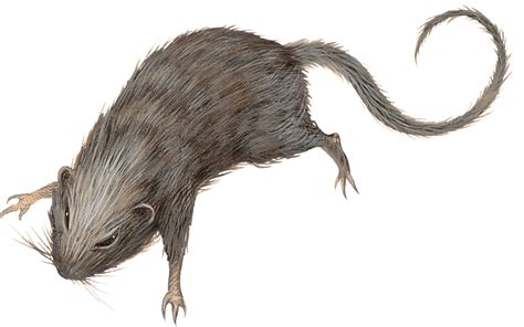 Rat Species In Dandd 5e Campaign Backdrop World Anvil