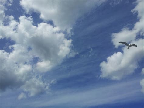 Free Images Horizon Bird Wing Cloud Sky Sunlight Flight