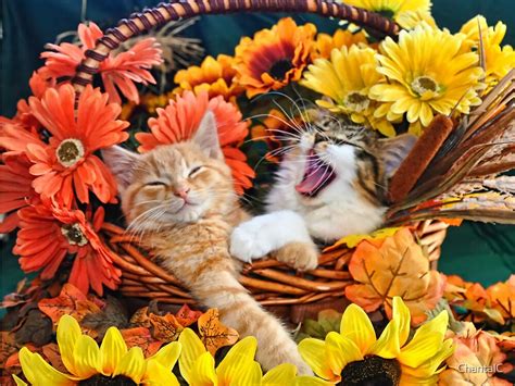 Venus And Di Milo ~ Cute Kitty Cat Kittens In Fall Colors By Chantal