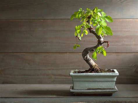 The 6 Best Indoor Bonsai Tree Types And How To Care For Them