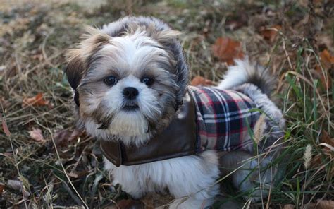 Shih Tzu Puppies Free Wallpaper Pictures Of Animals 2016