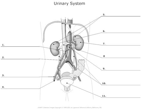 Medical education chart of biology for human skeleton. 14 Best Images of Urinary System Worksheets - Blank ...
