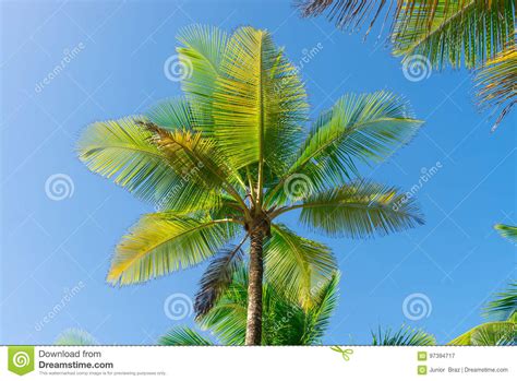 Coconut Palm Tree Perspective View From Bottom Floor Stock Image