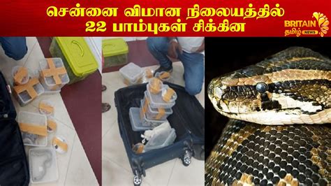 சென்னை விமான நிலையத்தில் 22 பாம்புகள் 22 Snakes At Chennai Airport