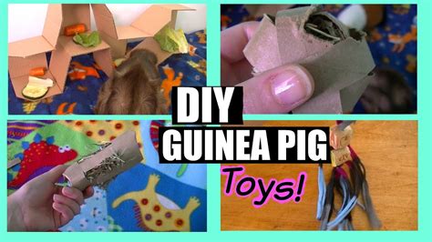 Diy Guinea Pig Toys Guineapigfans Youtube