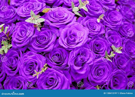 Beautiful Purple Rose Flowers Large Bouquet Stock Image Image Of