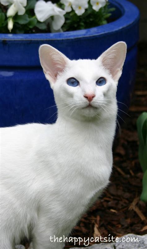 Datos De Los Gatos Blancos Ocho Razones Por Las Que Todos Los Gatos