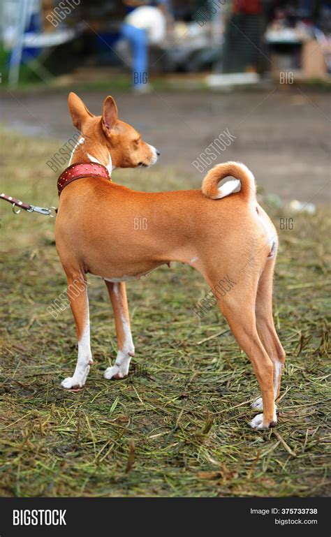 Typical Basenji Dog Image And Photo Free Trial Bigstock