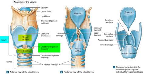 Larynx Anatomy Function In Respiratory System Cancer Symptoms