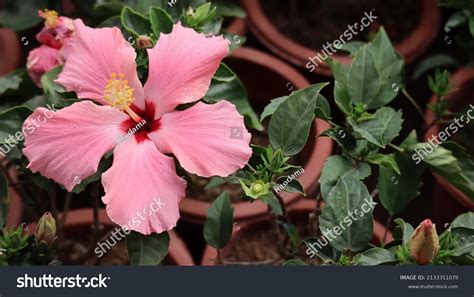 411 Red Gumamela Flower Images Stock Photos And Vectors Shutterstock