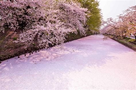 Five Ways To View Cherry Blossoms At Northern Japans Favorite Sakura