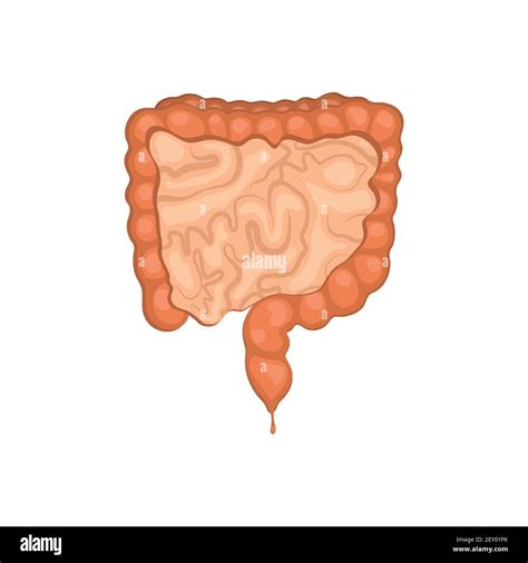 Large And Small Intestine Illustration Vector Illustration Isolated On