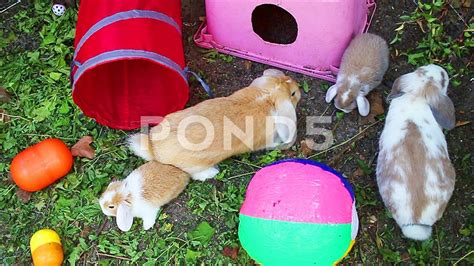 Rabbit Bunny Playground Rabbits Pets Playing Together Cute Animals