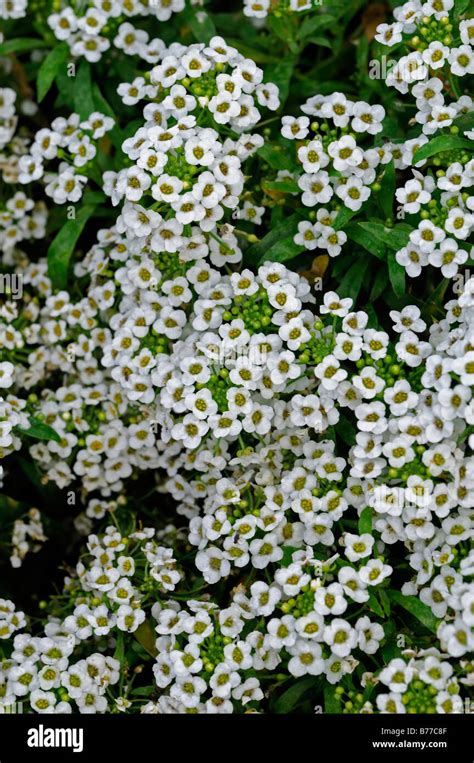 Lobularia Maritima Carpet Of Snow Syn Alyssum Cultivar Snowdrift White