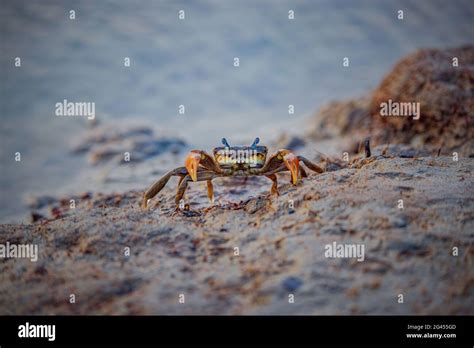 Beautiful Closeup Of A Single Red Crab Walking On A Sandy Beach Stock