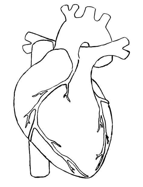 anatomical heart clip art