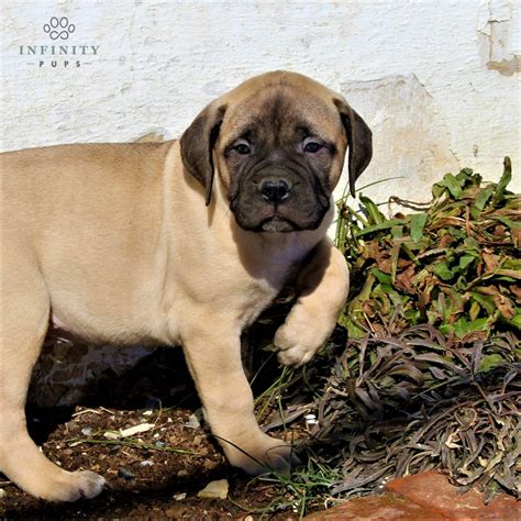 English Mastiff Puppies For Sale Adopt Your Puppy Today Infinity Pups