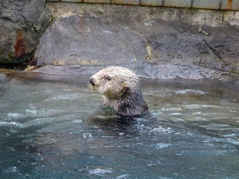 Vancouver Aquarium Sea Otter Vancouver Un Autumn Experiencetransat