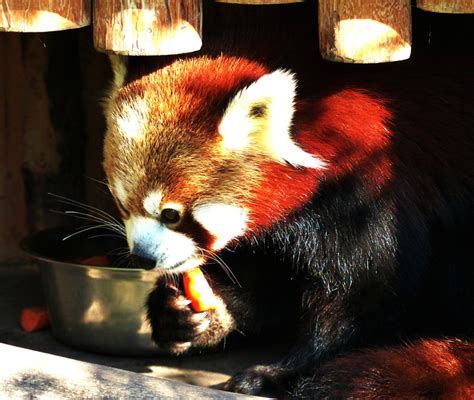Red Panda At Vienna Zoo Spishy Blipfoto