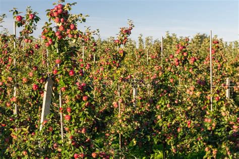 Ecological Apple Cultivation Fruit Orchards Stock Photo Image Of