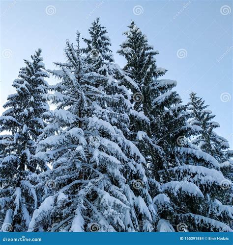 Grote Dennenbomen Bedekt Met Zware Witte Sneeuw Tijdens Het
