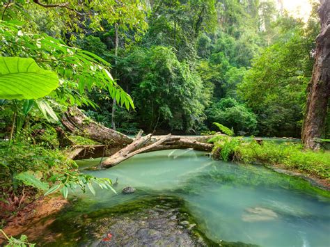 Tropical Landscape Blue River In The Jungle Fallen Wood Rain Forest