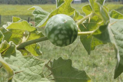tropical soda apple described as the weed from hell has sprouted following black summer