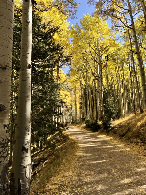 Where To See Golden Aspens In Flagstaff Arizona Exploring The Prime