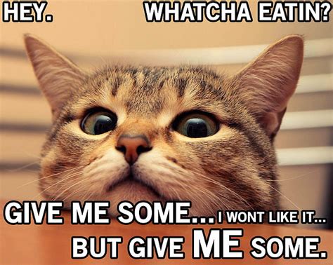 Hd Wallpaper Cat Funny Grumpy Humor Meme Quote Wallpaper Flare
