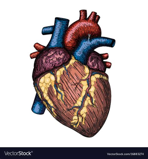 Human Heart Hand Drawn Anatomical Sketch Vector Image My Xxx Hot Girl