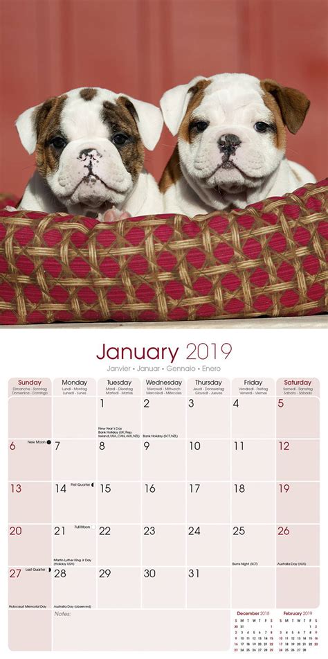 Bulldog Calendar Dog Breed Calendars Megacalendars