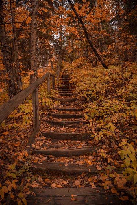 Magical Autumn Woods In Minnesota Autumn Scenery Autumn Aesthetic
