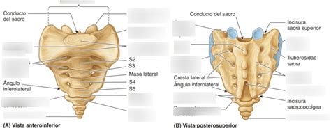 Diagrama De Vista Anterior Y Posterior Del Sacro Y Cóccix Quizlet