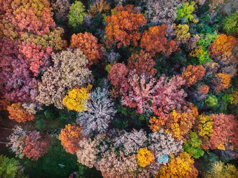 Fall Tree Tops Look Like Coral : oddlysatisfying