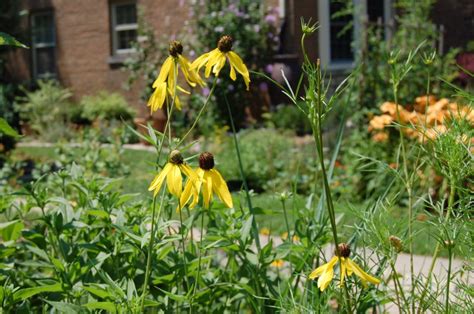 Wildflower Wednesday Yellow Coneflower Gardeninacity
