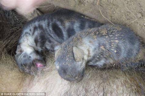 Males take no part in the raising of young. Hyena gave birth to two cubs after getting caught in a ...