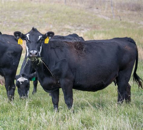 fall fly control for pastured cattle in nebraska unl beef