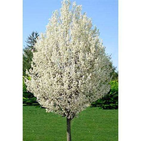 Buy Flowering Pear Tree Online | Mature Trees for Sale | Bay Gardens