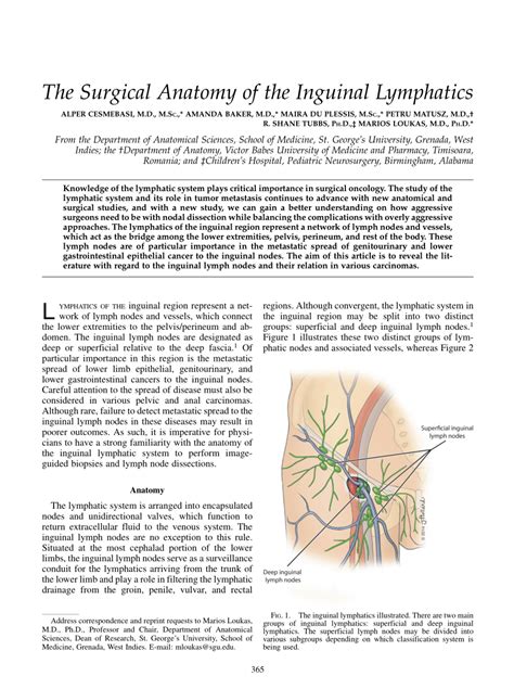 Pdf The Surgical Anatomy Of The Inguinal Lymphatics
