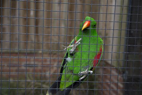 Parrot Free Stock Photo Public Domain Pictures
