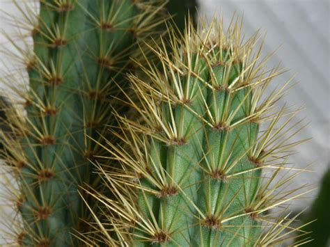 While other desert plants may have similar features such as spines and succulent stems, these evolutionary traits reach a zenith in the cactus. Cereus insularis | World of Succulents