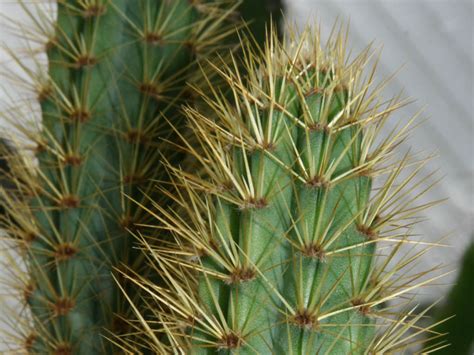 The genus cereus was first genus for such cacti and one of the oldest cactus genera. Cereus insularis | World of Succulents